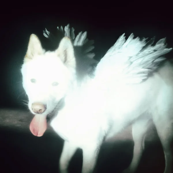 Fat Dog — Cancel Me (I'm Tired)